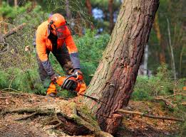 How Our Tree Care Process Works  in  Montara, CA