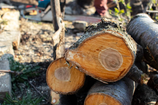 Professional Tree Care in Montara, CA