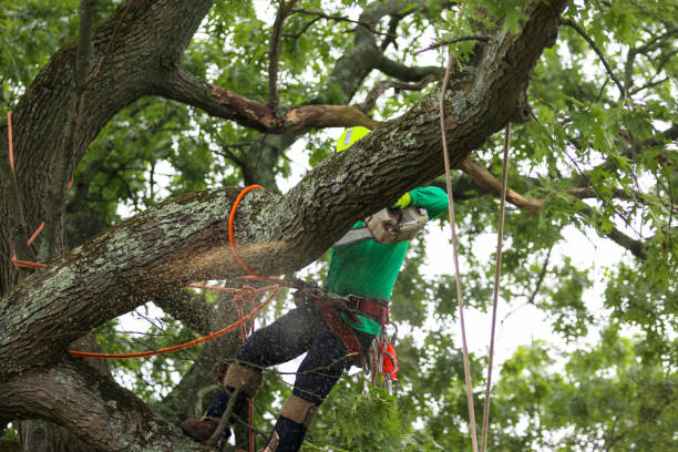 Best Palm Tree Trimming  in Montara, CA