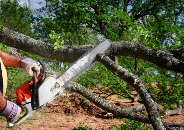 How Our Tree Care Process Works  in  Montara, CA